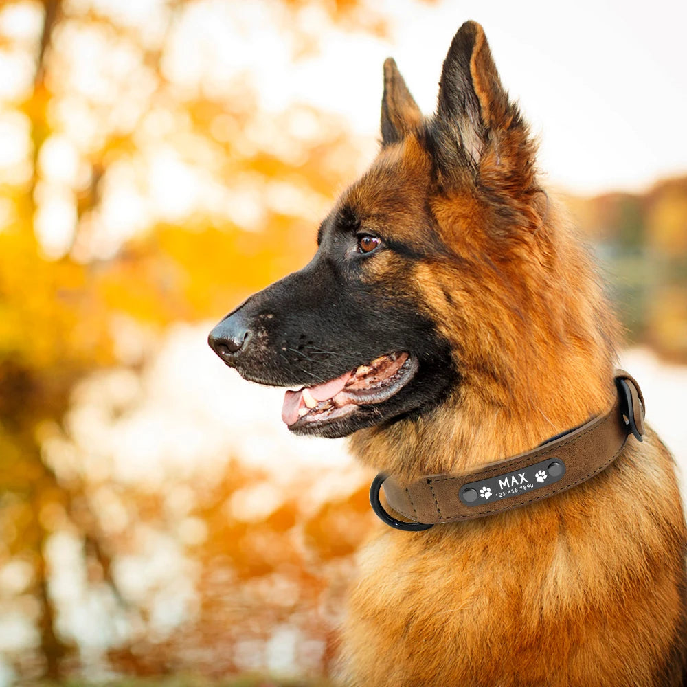 Colliers et laisses personnalisés en cuir pour chien